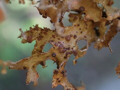 Tremella cetrariicola