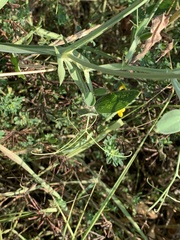 Lathyrus latifolius