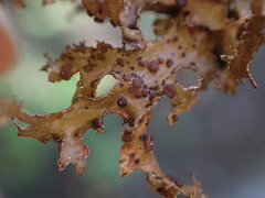 Tremella cetrariicola