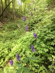 Aconitum noveboracense