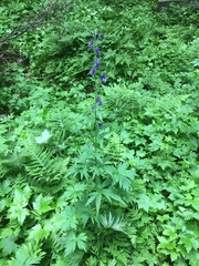 Aconitum noveboracense
