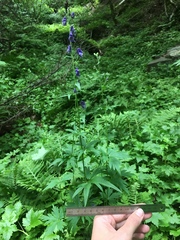 Aconitum noveboracense