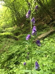 Aconitum noveboracense
