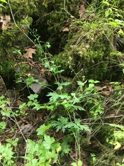 Aconitum noveboracense