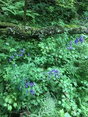 Aconitum noveboracense