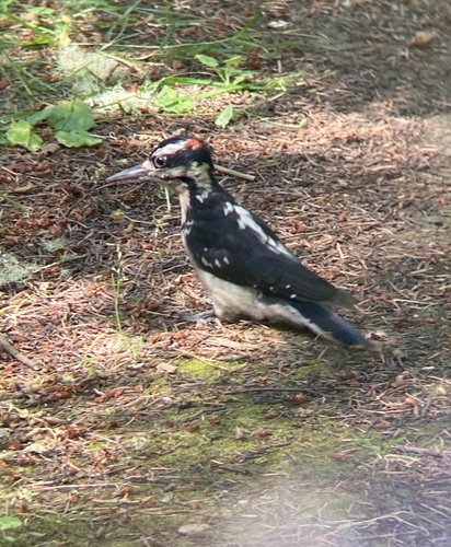Hairy Woodpecker (Harris's)
