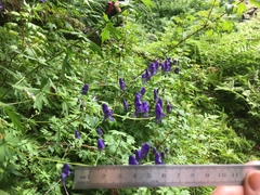 Aconitum noveboracense