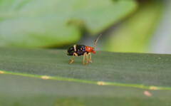 Gynandrobrotica
