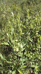 Salix kochiana
