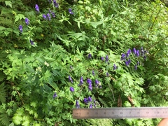 Aconitum noveboracense