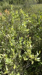 Salix kochiana