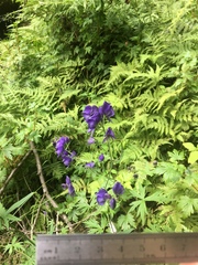 Aconitum noveboracense