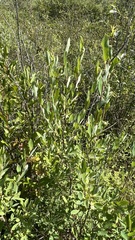 Salix kochiana