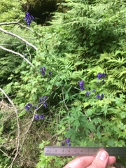 Aconitum noveboracense