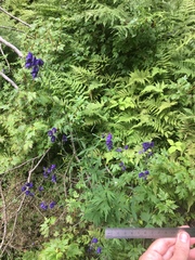 Aconitum noveboracense