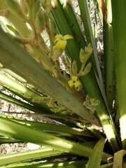 Bromelia chrysantha