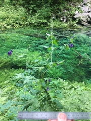 Aconitum noveboracense