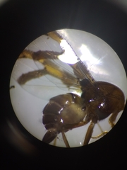 Xanthacrona bipustulata