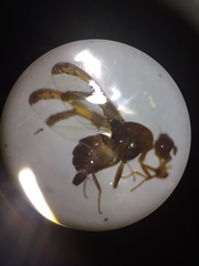 Xanthacrona bipustulata