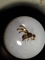 Xanthacrona bipustulata