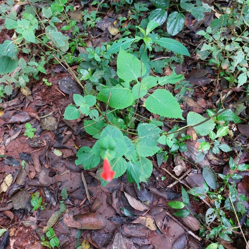Salvia subrotunda iNat (3)