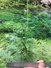 Aconitum noveboracense