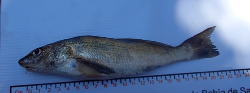 Berrugato panameño (Menticirrhus panamensis) — Sciaenidae — 4