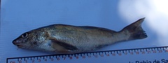 Menticirrhus panamensis