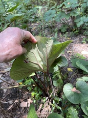 Petasites japonicus