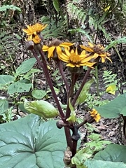 Petasites japonicus
