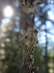 Biatoropsis usnearum
