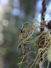 Biatoropsis usnearum