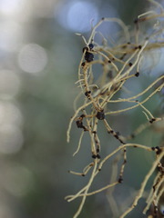 Biatoropsis usnearum