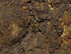 Melipona favosa