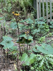 Petasites japonicus