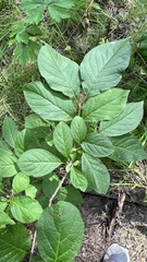 Syringa × henryi