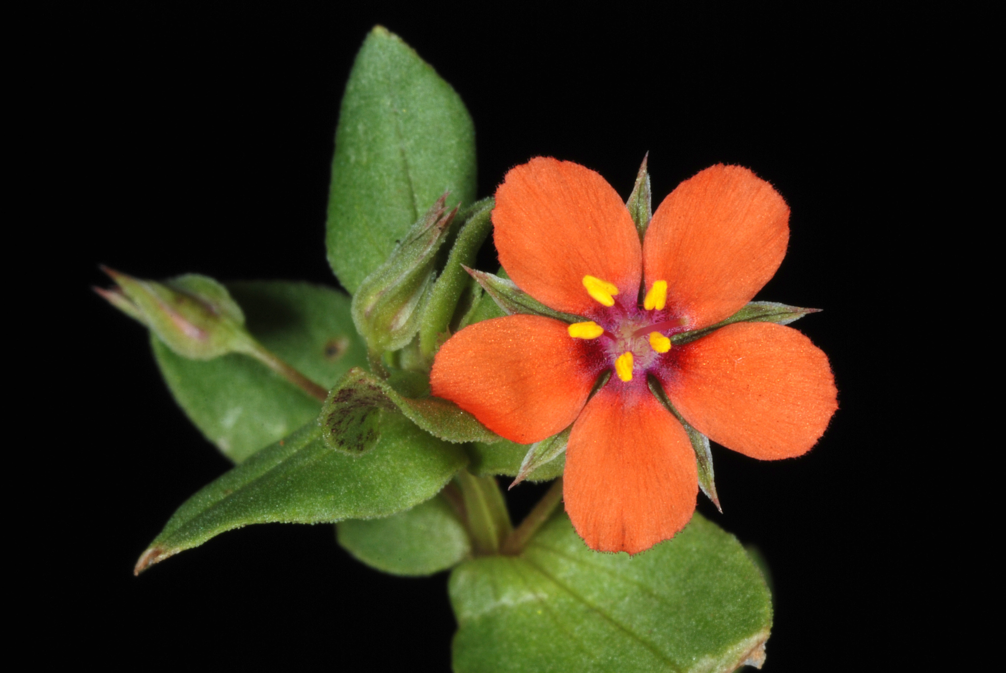 Anagallis arvensis