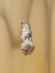 Neocochylis millierana