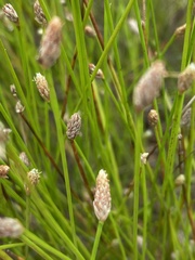 Eleocharis tuberculosa