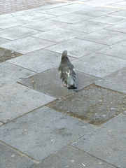 Columba livia domestica