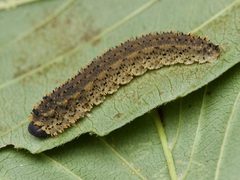 Lagium atroviolaceum