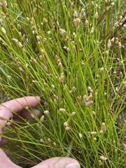 Eleocharis tuberculosa