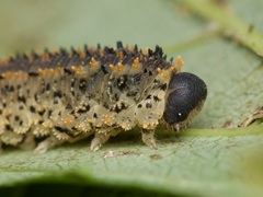 Lagium atroviolaceum