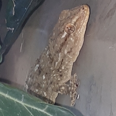Tarentola mauritanica