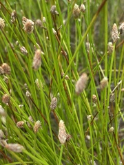 Eleocharis tuberculosa