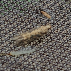 Scrobipalpa ocellatella