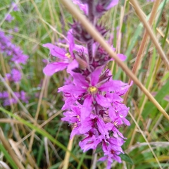 Lythrum salicaria