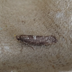 Acrolepiopsis assectella