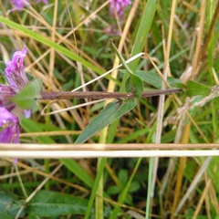 Lythrum salicaria