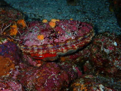 Nodipecten magnificus